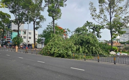 Cây xanh bật gốc ở đường Lê Hồng Phong, quận 10, một người bị thương