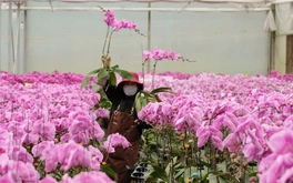 Đầu tư công nghệ chọn tạo giống để ngành hoa Việt Nam phát triển như Hà Lan