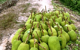 Mít Thái, ổi, xoài đồng giá 1.000 đồng/kg
