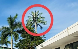 Hơn 1.800 trạm BTS ở Đà Nẵng 'ngụy trang' dạng cây dừa, tủ điều hòa, bồn nước