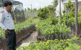 Phạt chủ cơ sở cây giống ở Hậu Giang 3,75 triệu đồng, tước giấy chứng nhận đăng ký kinh doanh