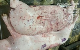 Heo sau giết mổ phát hiện bệnh lý về da, xử lý thế nào?