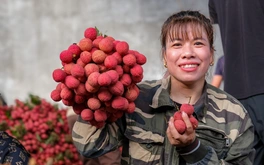 Điệp khúc vải thiều 'được mùa giá rẻ như cho', nông dân gồng mình đẩy hàng
