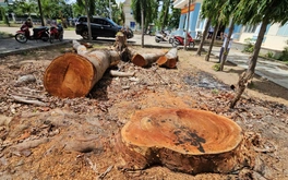 Phường 'tranh thủ' cưa xà cừ trong trụ sở trước giờ sáp nhập?