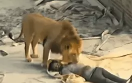 Video ‘hai con sư tử đi vào công trường xây dựng’ là giả