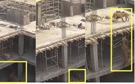 Video ‘hai con sư tử đi vào công trường xây dựng’ là giả