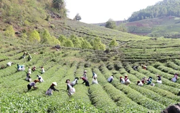 Khai thác lợi thế phát triển nông nghiệp bền vững