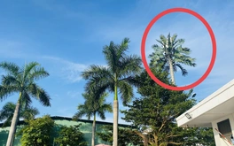 Thành phố đáng sống trồng 'giống dừa' gì cao bằng căn nhà 5-7 tầng vậy?