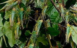 Ngăn chặn ‘đại dịch châu chấu’ ở Quảng Bình bằng cách nào?