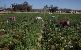 California, Mỹ: Truy quét nhập cư khiến nông sản thối rữa, nông trại lao đao