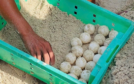 Rùa biển xanh trong Sách đỏ về đẻ trứng ở Hòn Cau