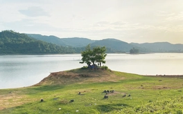 Mê mẩn hồ Phú Ninh mùa nước cạn, du khách đổ về check-in cây cô đơn