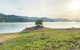 Mê mẩn hồ Phú Ninh mùa nước cạn, du khách đổ về check-in cây cô đơn