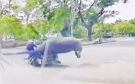 Trâu ‘điên’ húc làm bị thương người phụ nữ chạy xe máy ở Thanh Hóa