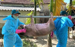 Dịch tả heo châu Phi có gây bệnh cho người?