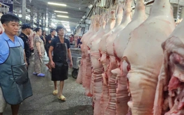 Giá heo liên tục giảm do ảnh hưởng dịch bệnh?