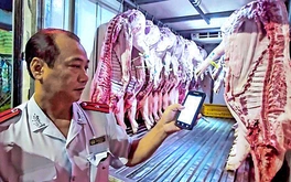Tỉnh Phú Thọ: Chặn dịch tả heo châu Phi từ lò giết mổ