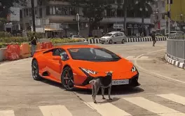 Chú chó kiên quyết chặn đầu Lamborghini: 'Siêu bò' đánh lái đến đâu, 'boss' chắn đến đấy