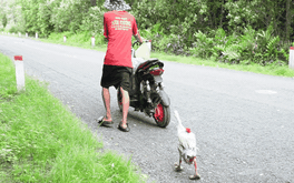 'Tình bạn' kỳ lạ giữa anh Tý và chú ngỗng Dona đi bộ xuyên Việt làm lay động lòng người