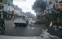 TP.HCM mưa dông lớn giữa trưa, cây xanh ngã đổ nhiều nơi