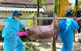 Người chăn nuôi giấu thông tin, dịch tả heo lan mạnh
