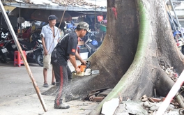 Đốn hạ cây gòn cổ thụ nghiêng sau cơn mưa dông trong cư xá Thanh Đa