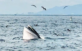 Du khách thích thú chứng kiến cá voi săn mồi trong vịnh Nha Trang