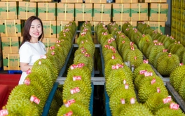 Sầu riêng Việt Nam xuất khẩu sẽ có tiêu chuẩn quốc gia nghiêm khắc