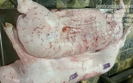 Kỷ luật cảnh cáo người đóng dấu kiểm dịch sai đối với heo bệnh của Công ty C.P. Việt Nam