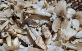 Nấm mối ở Vĩnh Long, hơn 1 triệu đồng/kg