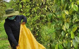 Giá hồ tiêu tăng, doanh nghiệp kỳ vọng thị trường tốt hơn vào cuối năm