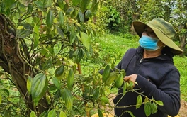 Giá hồ tiêu bất ngờ quay đầu giảm sau nhiều ngày tăng liên tiếp