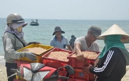 Ruốc xuất hiện dày đặc gần bờ, ngư dân Đà Nẵng đi vớt kiếm tiền triệu mỗi ngày