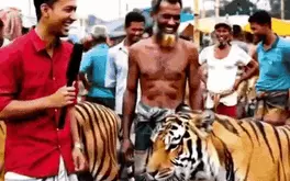 ‘Chợ bán hổ’ ở Bangladesh là thật hay giả?