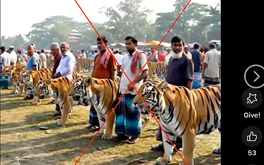 ‘Chợ bán hổ’ ở Bangladesh là thật hay giả?