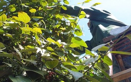 Giá hồ tiêu Việt Nam 'phân hóa' với quốc tế