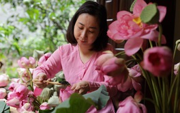 Sen Bách Diệp hồ Tây hồi sinh
