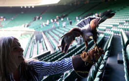 Wimbledon gặp khủng hoảng bất ngờ vì... một chú chim