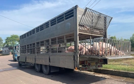 Chở 220 con heo nhiễm dịch tả heo châu Phi đi bán thì bị bắt