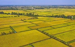 Giá gạo Việt Nam tăng mạnh khi Philippines cấm nhập khẩu gạo từ ngày 1-9, vì sao?
