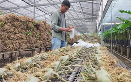 Cuộc thi Lan tỏa năng lượng tích cực 2026: Đưa hoa kiểng Sa Đéc vươn ra thị trường thế giới