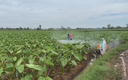 Cuộc thi Lan tỏa năng lượng tích cực 2026: Mùa nước nổi, nông dân trồng rau màu bán giá cao hơn 20-30%