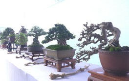 Cuộc thi Lan tỏa năng lượng tích cực 2026: Bonsai tí hon gói trọn niềm đam mê trong từng tán lá