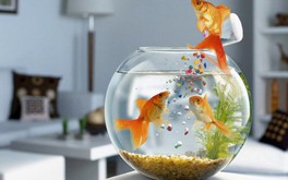 3 lưu ý khi đặt bể cá trong phòng làm việc