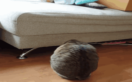 Chú mèo 2 chân gây sốt mạng xã hội