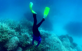 World's coral reefs crossing survival limit: global experts
