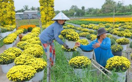 Vietnam’s famous Sa Dec Flower Village bustles ahead of New Year