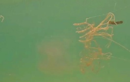Vietnam’s Phu Quoc issues jellyfish warning after foreign tourist gets stung