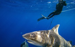 Bull sharks linger in warming Sydney waters