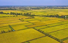 Vietnamese rice prices soar as Philippines bans imports from September 1